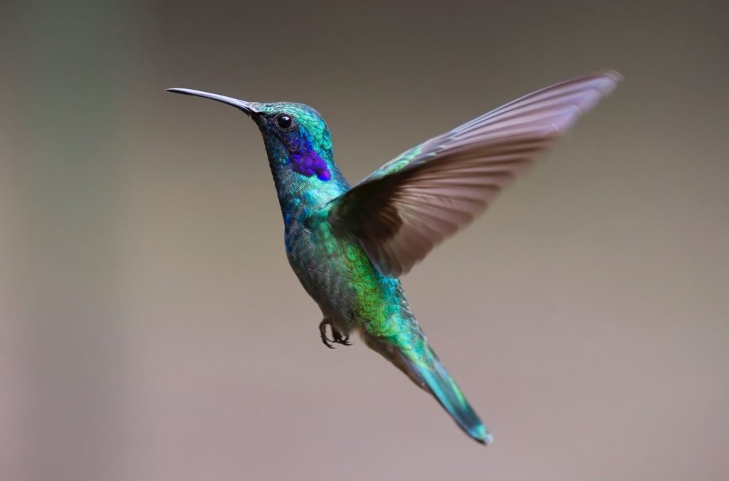 Macro photography of colorful hummingbird