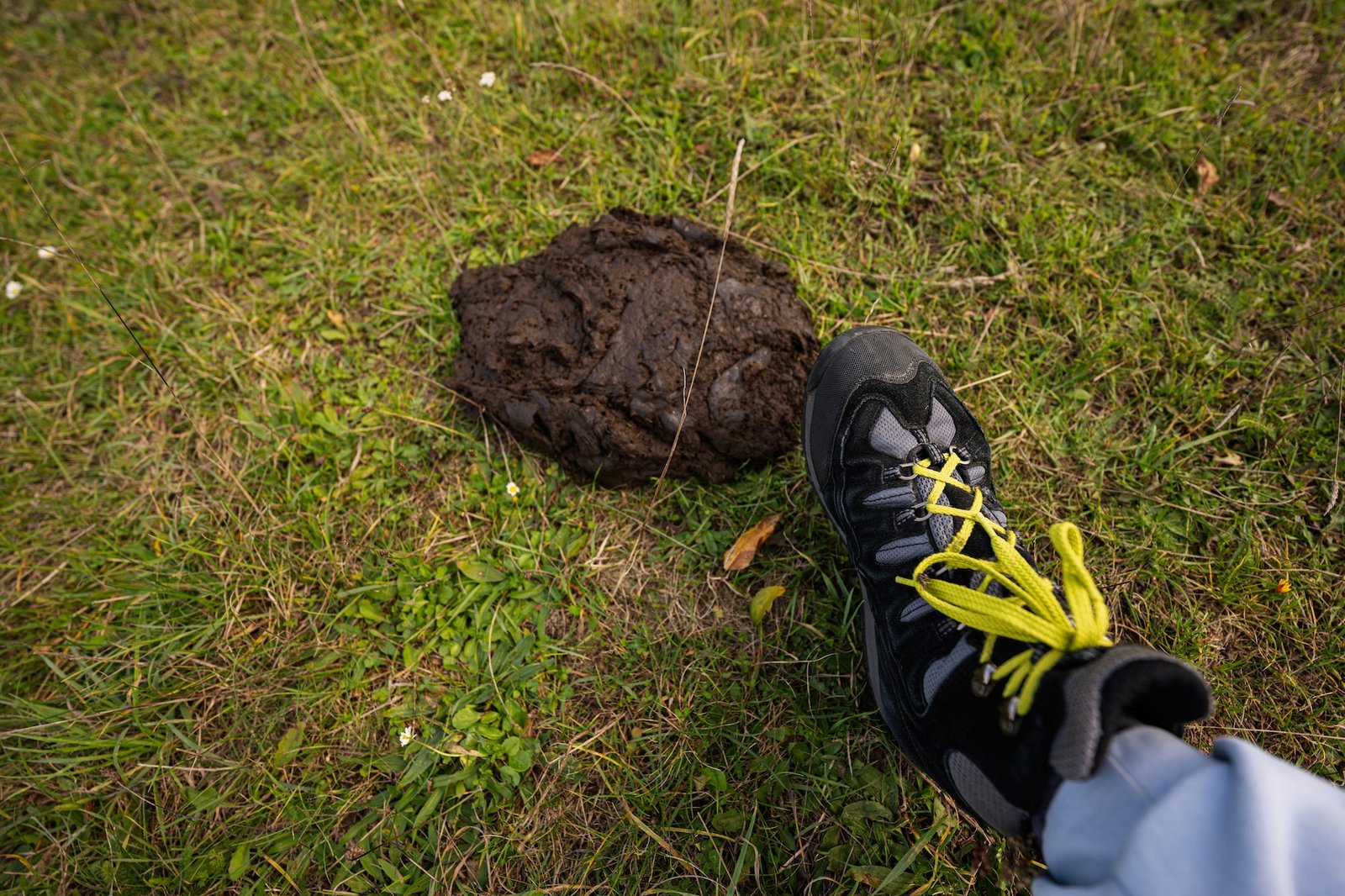 Man leg stand on cow dung on grass.